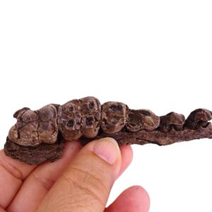Listriodon sp.