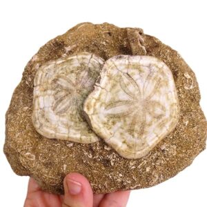 Clypeaster annandalei