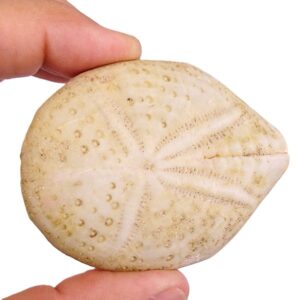 Maretia planulata