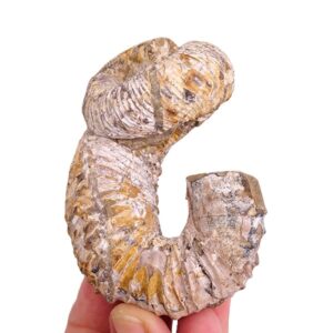 Nostoceras malagasyense