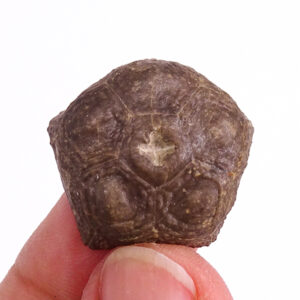 Cupressocrinites abreviatus