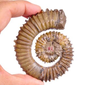 Aegocrioceras bicarinatum