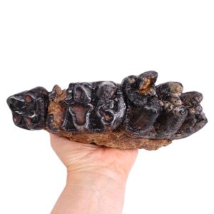 Gomphoterium angustidens
