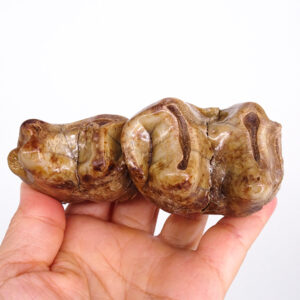 Deinotherium levius  VENDIDO