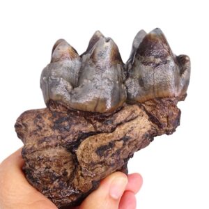 Deinotherium levius  VENDIDO