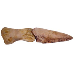 Spinosaurus aegyptiacus