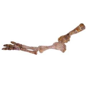Psittacosaurus sinensis