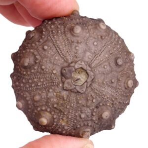 Asterocidaris meandrina
