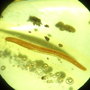O. Polyzoniida