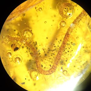 O. Geophylomorpha