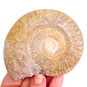 Hildaites subserpentinus VENDIDO