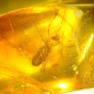O. Araneae