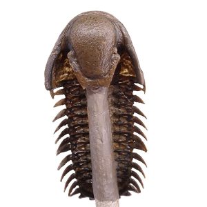 Crotalocephalus gibbus