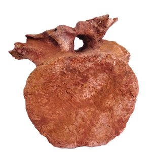 Vértebra de Saurópodo