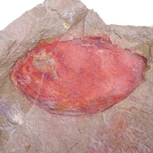 Zagoracaris fezouatensis