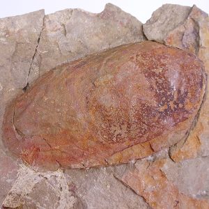 Zagoracaris fezouatensis