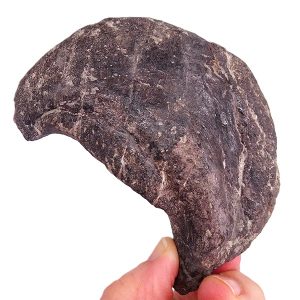 Atlasaurus imelakei garra