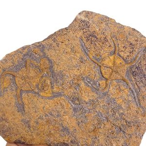 Ophiuroidea  VENDIDO
