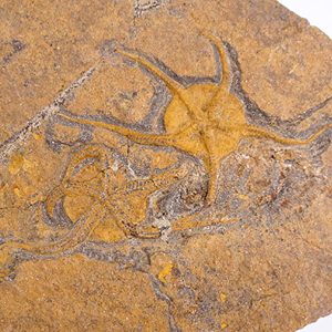 Ophiuroidea