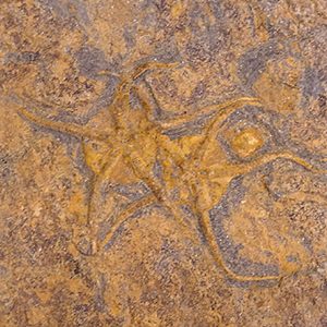 Ophiuroidea