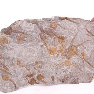 Dendrocystites sp. y Ophiuroidea