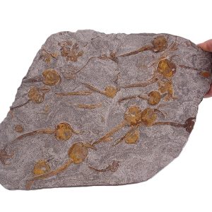 Dendrocystites sp. y Ophiuroidea