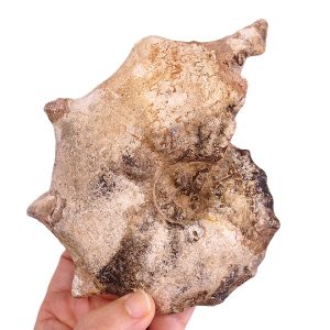 Spathites (Jeanroguriceras) asflaensis