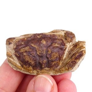 Coeloma taunicum VENDIDO