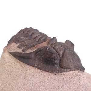 Metacanthina issoumourensis