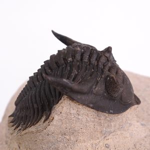 Metacanthina issoumourensis