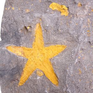 Asteroidea