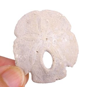Encope tamiamiensis
