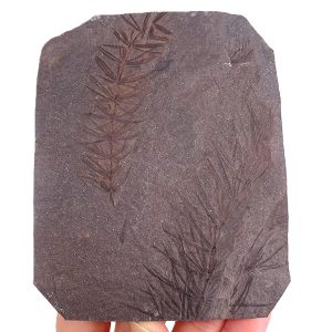 Asterophyllites equisetiformis