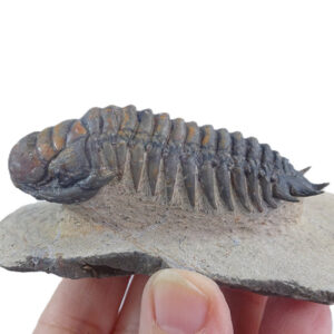 Crotalocephalus gibbus