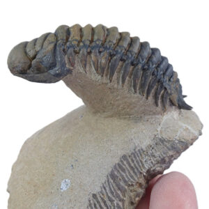 Crotalocephalus gibbus