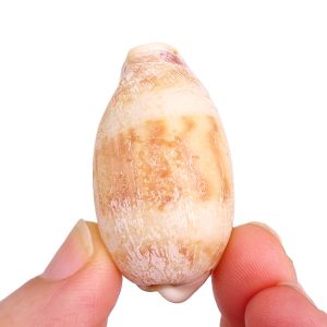 Erronea caurica quinquefasciata