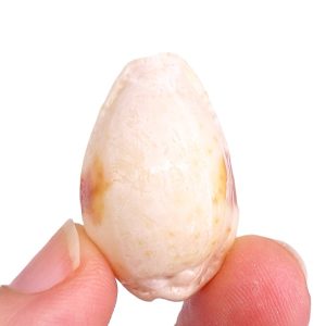 Erosaria nebrites