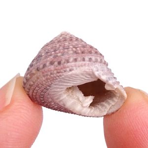 Clanculus pharaonius