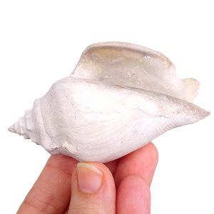 Strombus alatus
