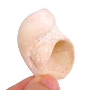 Polinices mammilla