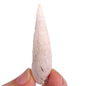 Rhinoclavis fasciata
