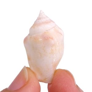 Canarium mutabilis