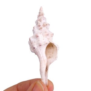 Fusinus polygonoides