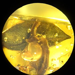 Hymenaea protera en ámbar
