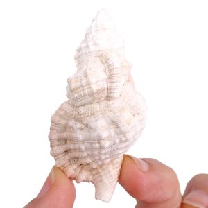 Cymathium marerubrum