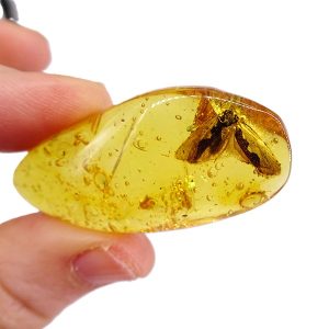 O. Lepidoptera