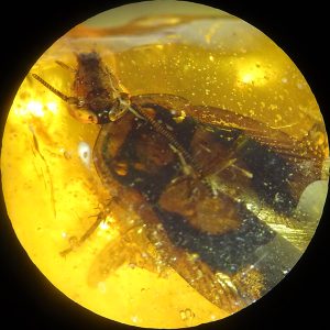 O. Blatodea, O. Diptera, O. Mesostigmata...