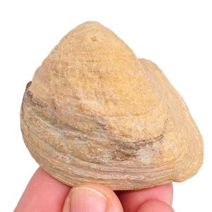 Cucullaea (Idonearca) sablieri