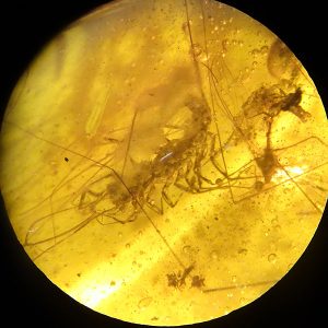 O. Scutigeromorpha