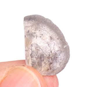 Laevaptychus latus